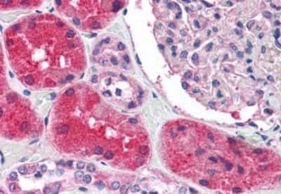 Immunohistochemistry-Paraffin: KCNN2 Antibody [NBP3-14382] - Immunohistochemistry of formalin-fixed, paraffin-embedded human kidney after heat-induced antigen retrieval.